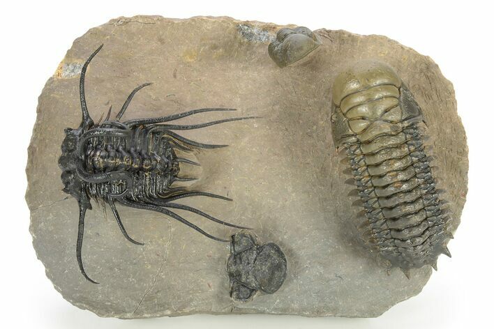 Flying Dicranurus Trilobite With Crotalocephalina & Reedops #251701